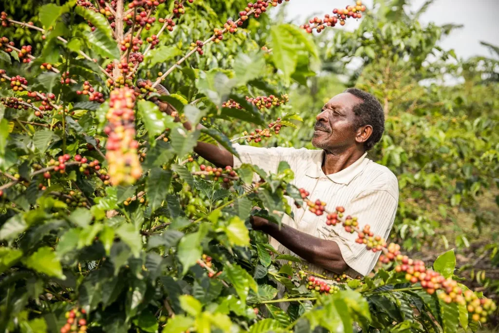 35 Billion Earmarked for Coffee Farmer Registration