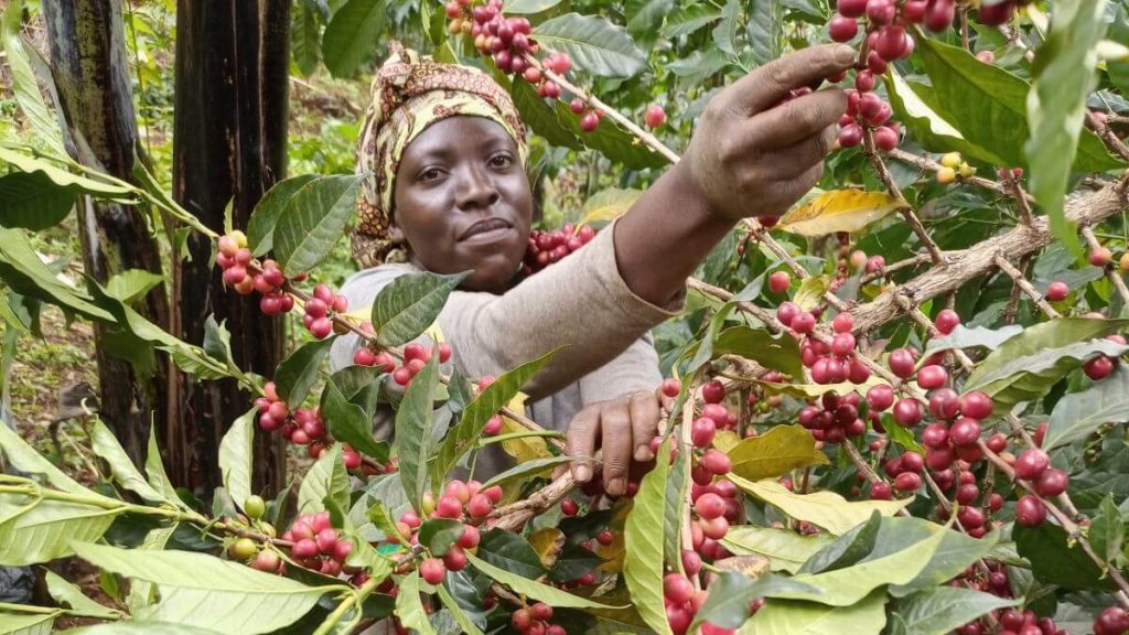 Gov't to Negotiate Extension of Coffee Farmer's Registration