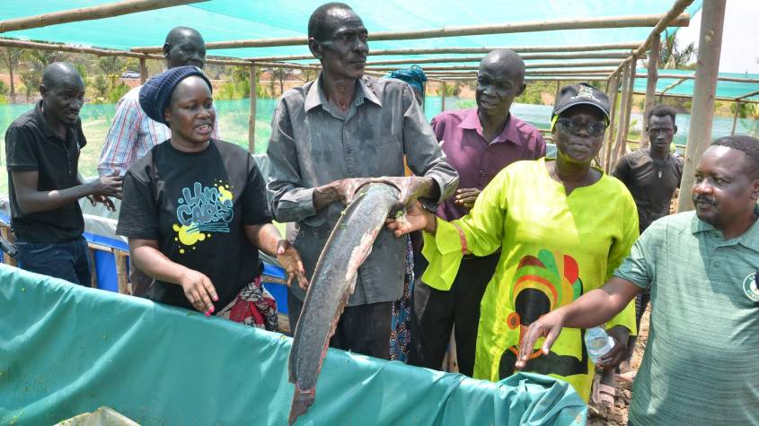A tour of Dewilos Fish Farm Low cost Catfish ponds