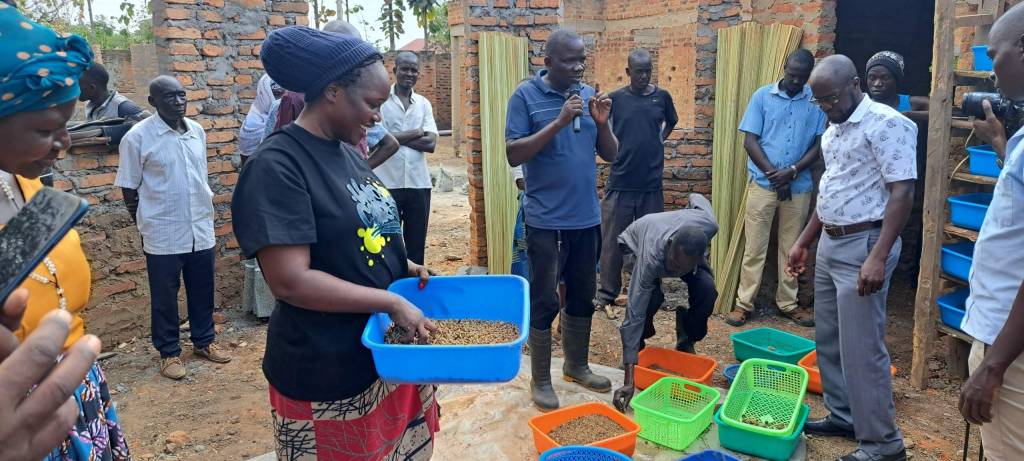 A tour of the Black Soldier Flies breeding section on Dewilos Fish farm