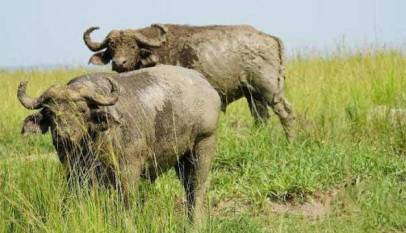 Wounded Buffalo Kills American Sport Hunter