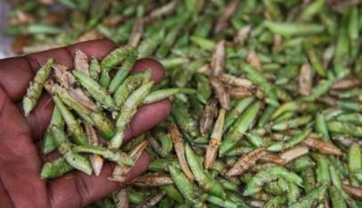 UNBS Sets New Standards for ‘Nsenene’ Industry