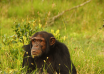 Chimpanzee Kills Five-Month-Old Baby in Kagadi