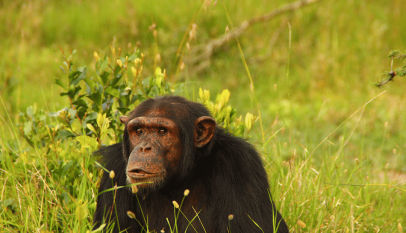 Chimpanzee Kills Five-Month-Old Baby in Kagadi