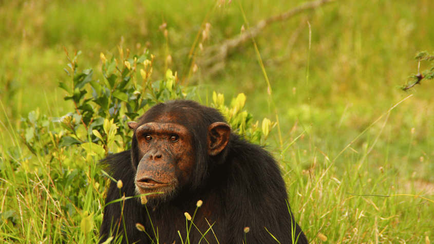Chimpanzee Kills Five-Month-Old Baby in Kagadi