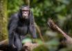 Three-Month-Old Baby Killed by Chimpanzee near Budongo Forest