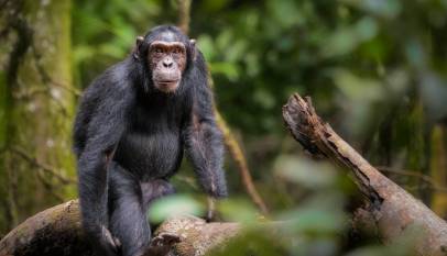 Three-Month-Old Baby Killed by Chimpanzee near Budongo Forest