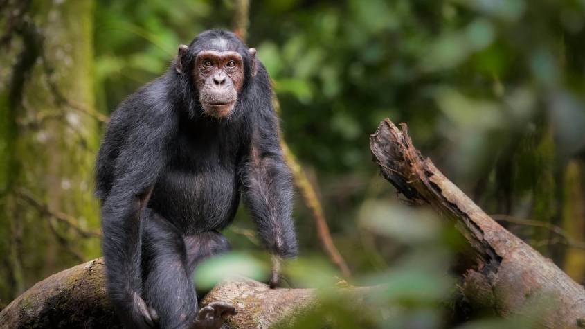 Three-Month-Old Baby Killed by Chimpanzee near Budongo Forest