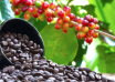 BCU Seeks US$120M Gov't Support for Coffee Value Addition