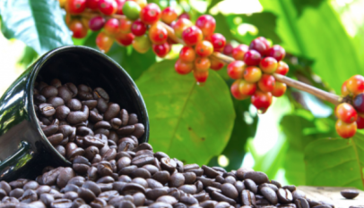BCU Seeks US$120M Gov't Support for Coffee Value Addition