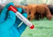 Kitagwenda Intensifies Livestock Vaccination After Anthrax Outbreak