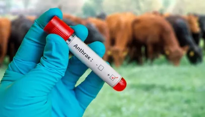 Kitagwenda Intensifies Livestock Vaccination After Anthrax Outbreak