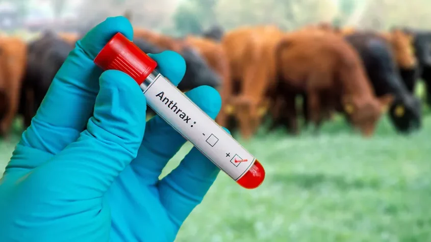 Kitagwenda Intensifies Livestock Vaccination After Anthrax Outbreak