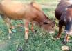 LCII Chairperson Arrested for Defrauding Cattle Restocking Programme