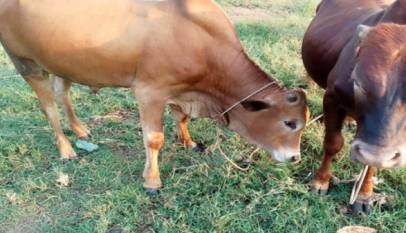 LCII Chairperson Arrested for Defrauding Cattle Restocking Programme
