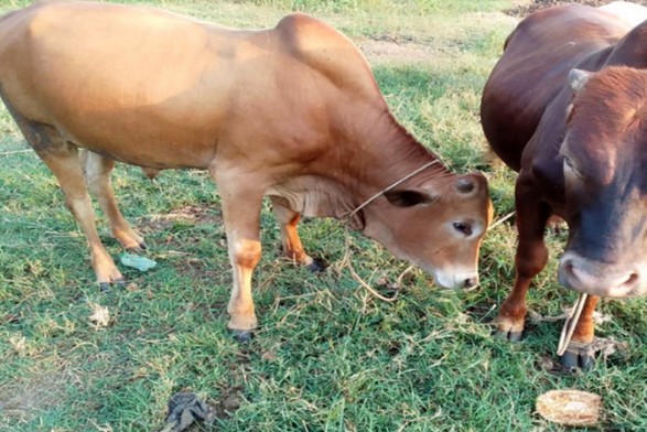 LCII Chairperson Arrested for Defrauding Cattle Restocking Programme