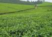 Igara Tea Factory Board Barred from Conducting Company Business Pending Court Decision