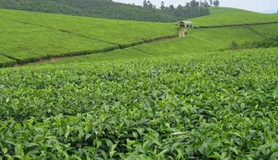 Igara Tea Factory Board Barred from Conducting Company Business Pending Court Decision