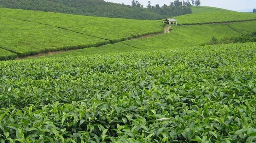 Igara Tea Factory Board Barred from Conducting Company Business Pending Court Decision
