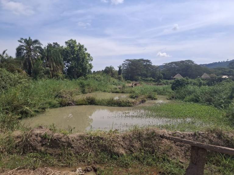 Kajjansi and Katabi Wetland (1)