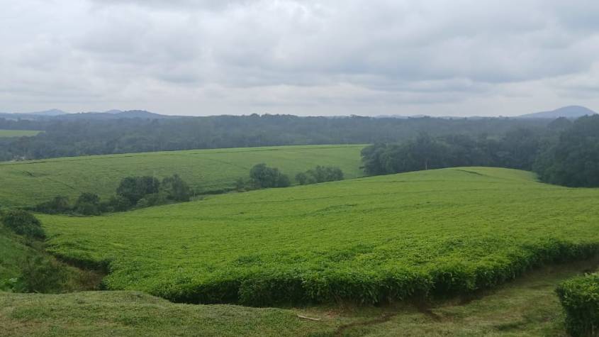 *Government to Write Off Shs35 Billion Tea Factory Tax Arrears, Says Tayebwa*