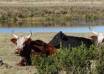 Gov't To Ban Sale of Unvaccinated Cattle from Uganda's Market