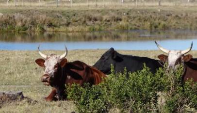 Gov't To Ban Sale of Unvaccinated Cattle from Uganda's Market