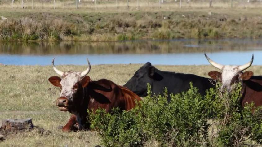 Gov't To Ban Sale of Unvaccinated Cattle from Uganda's Market